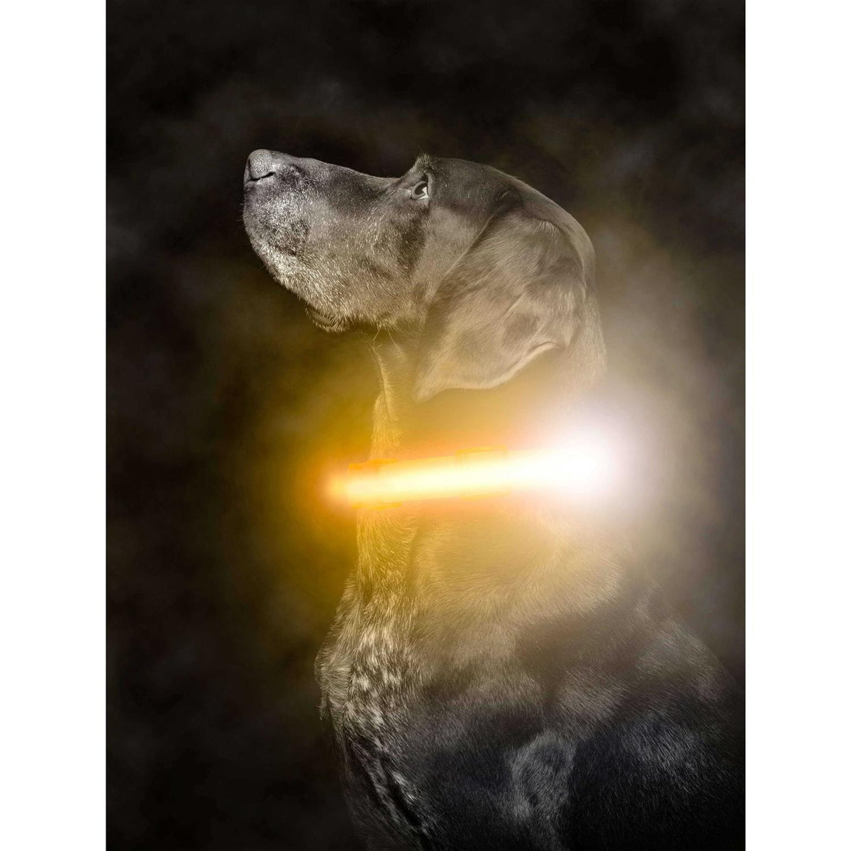 LED Dog Collar USB Rechargeable A394
