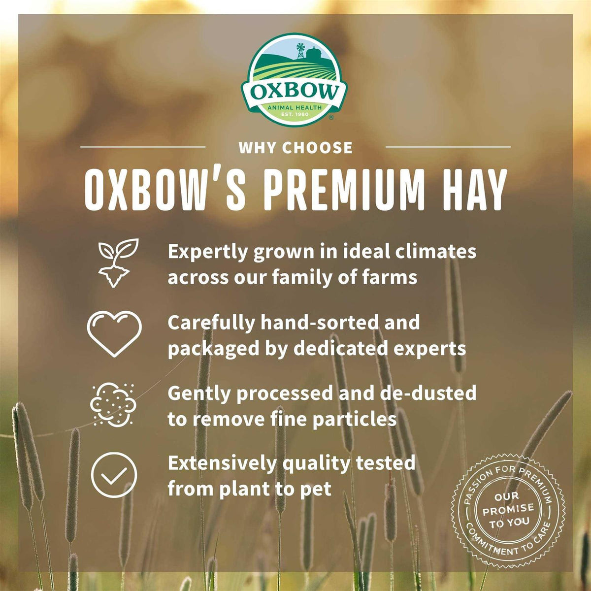 Orchard Grass Hay T2117