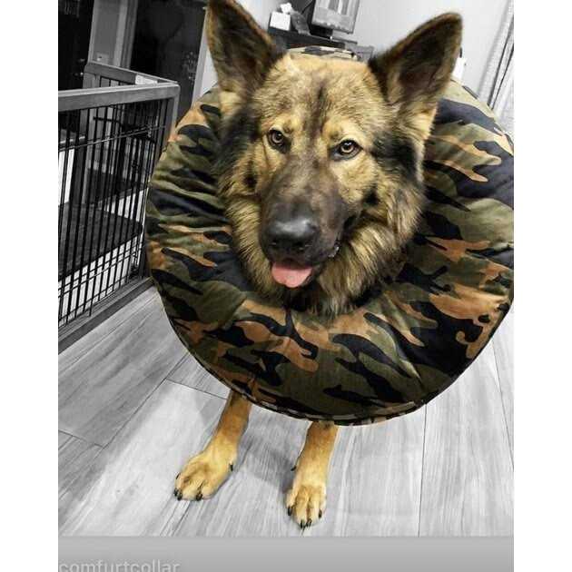Dog & Cat Recovery Collar D905805