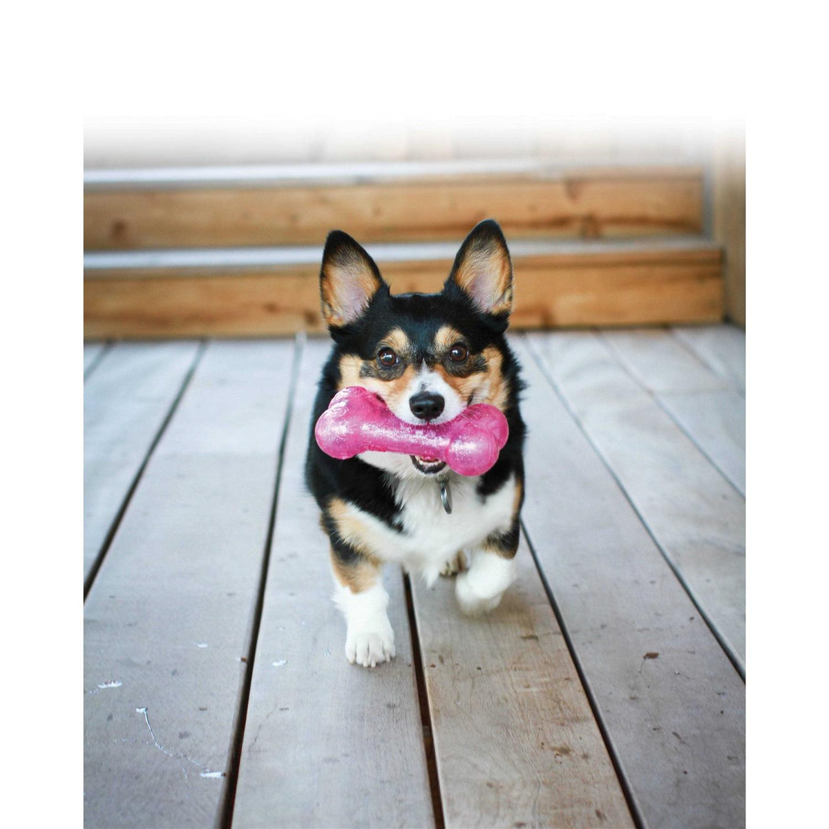 Dog Bone O16732