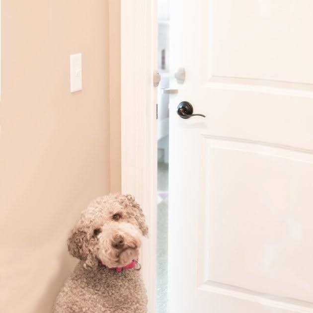 Door Paw-tector for Dogs U6789