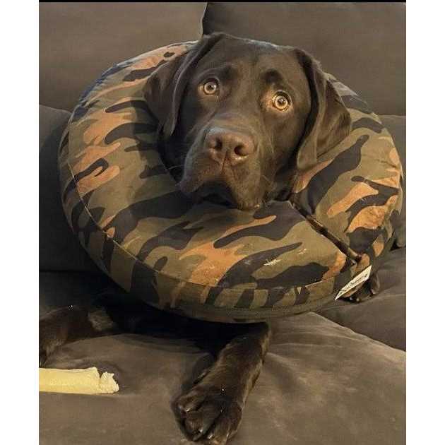 Dog & Cat Recovery Collar D905805