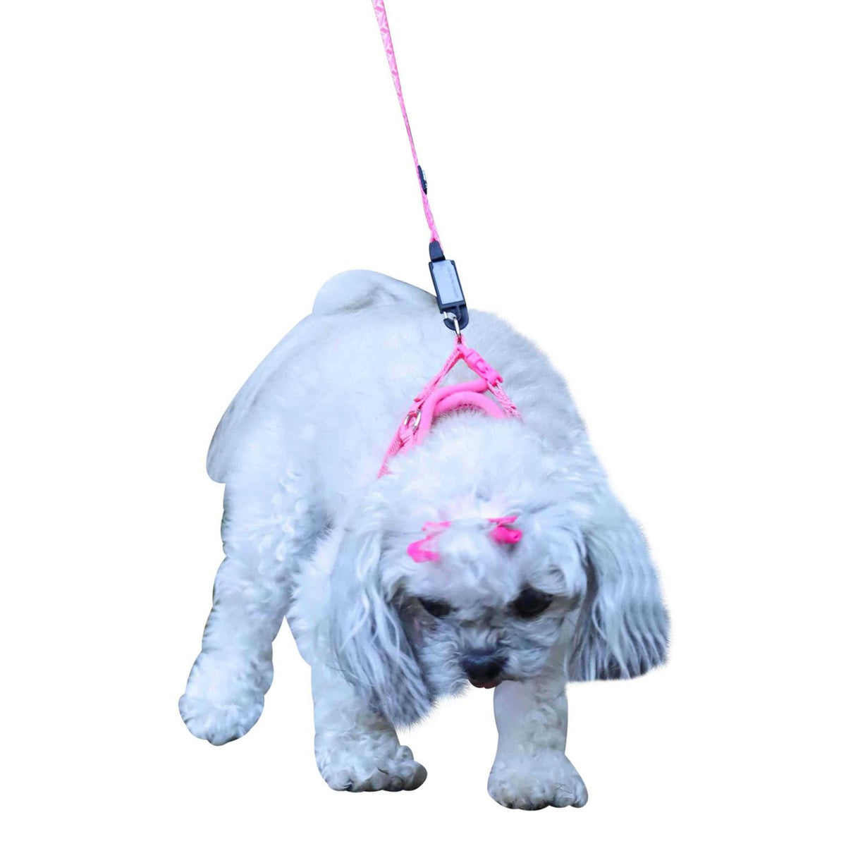 Canvas Dog Harness B48988