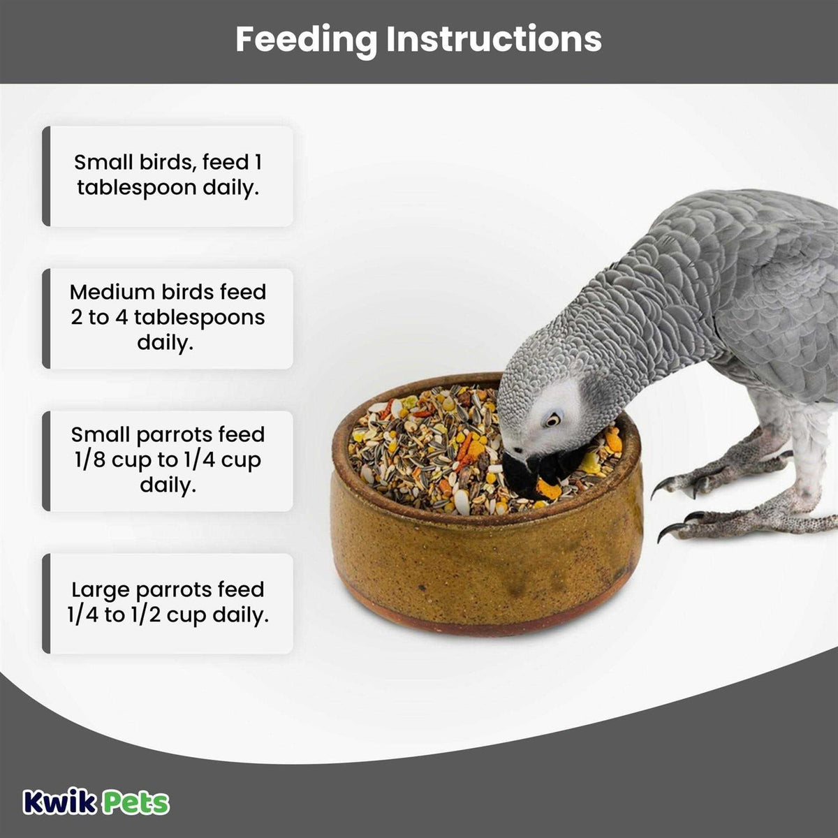 African Grey I8586