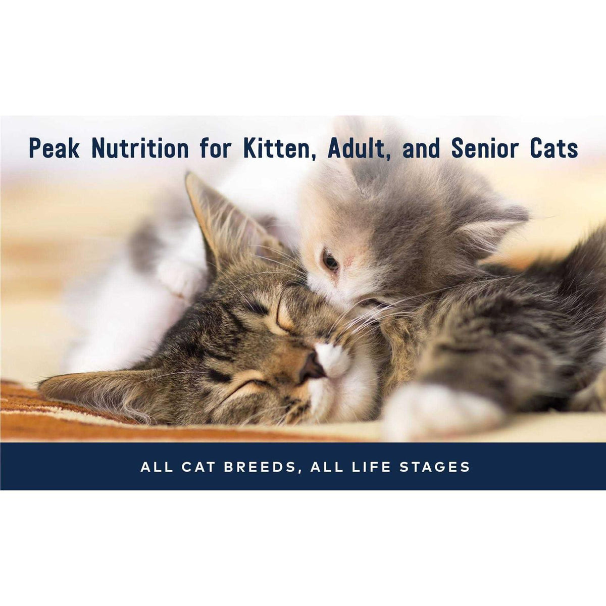 Chicken Recipe Canned Cat Food M6636