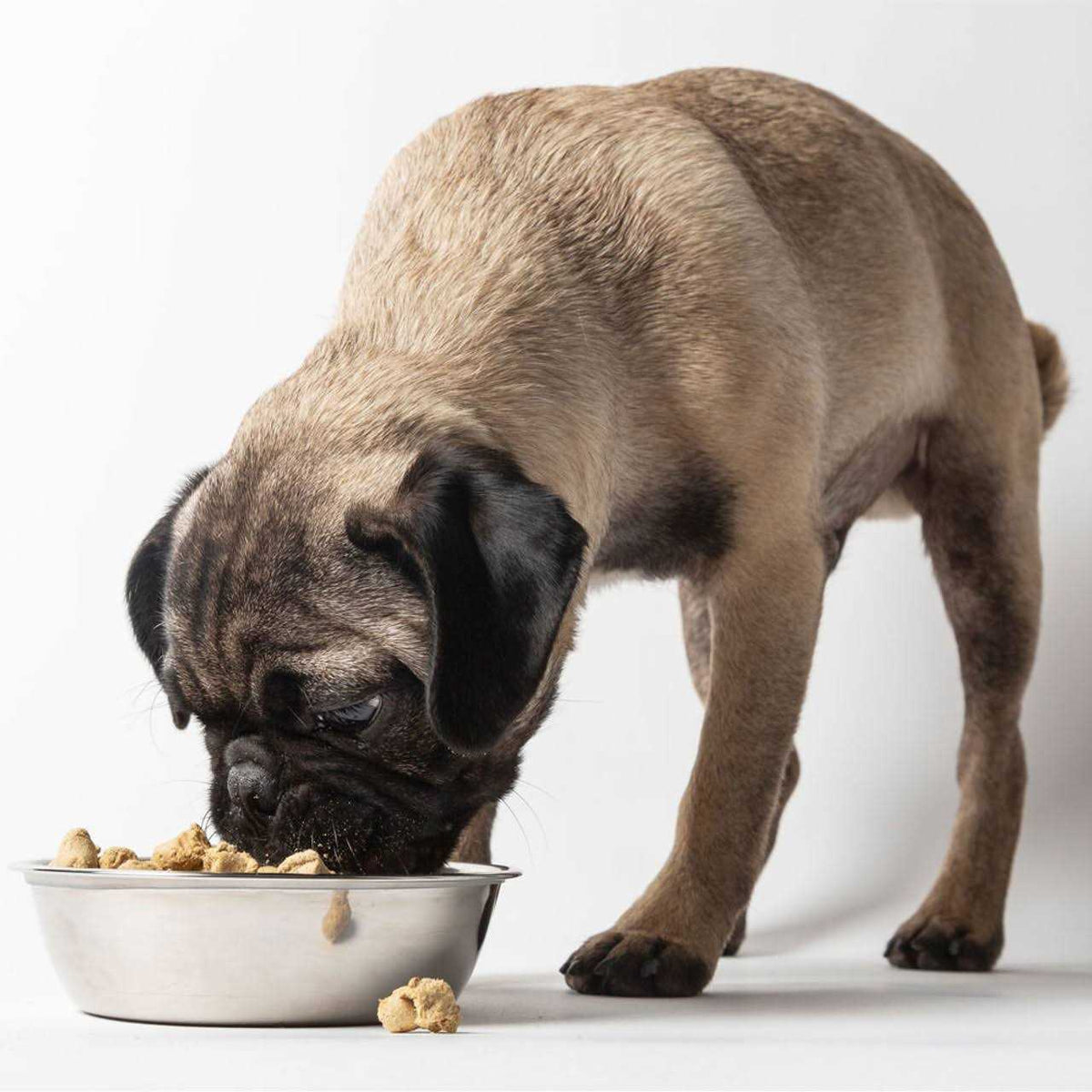 Freeze-Dried Dog Food U597056