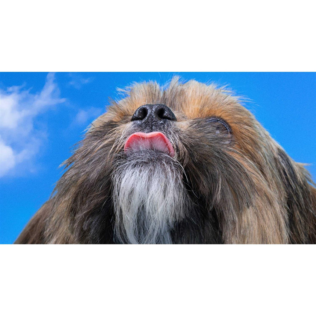 Allergy Chews for Dogs X659871