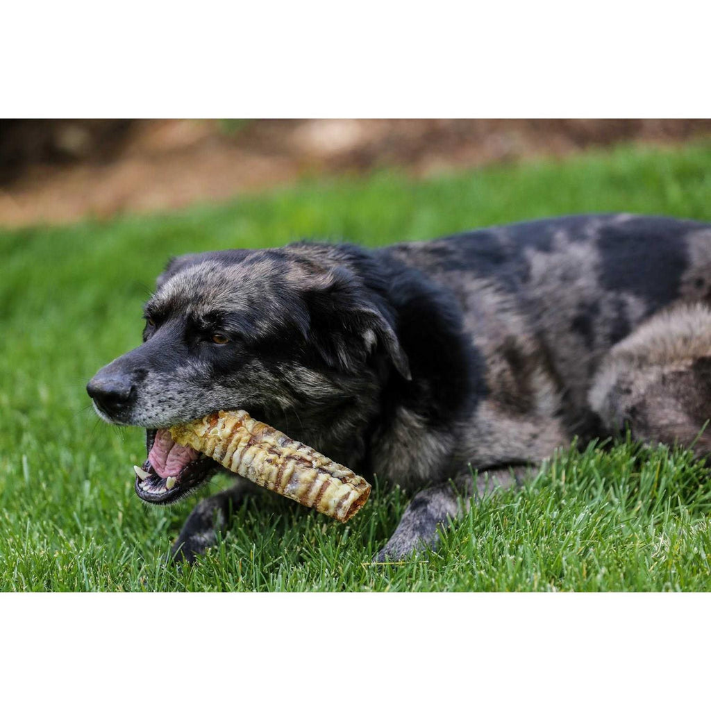 12 Beef Trachea Dog Treats F513183