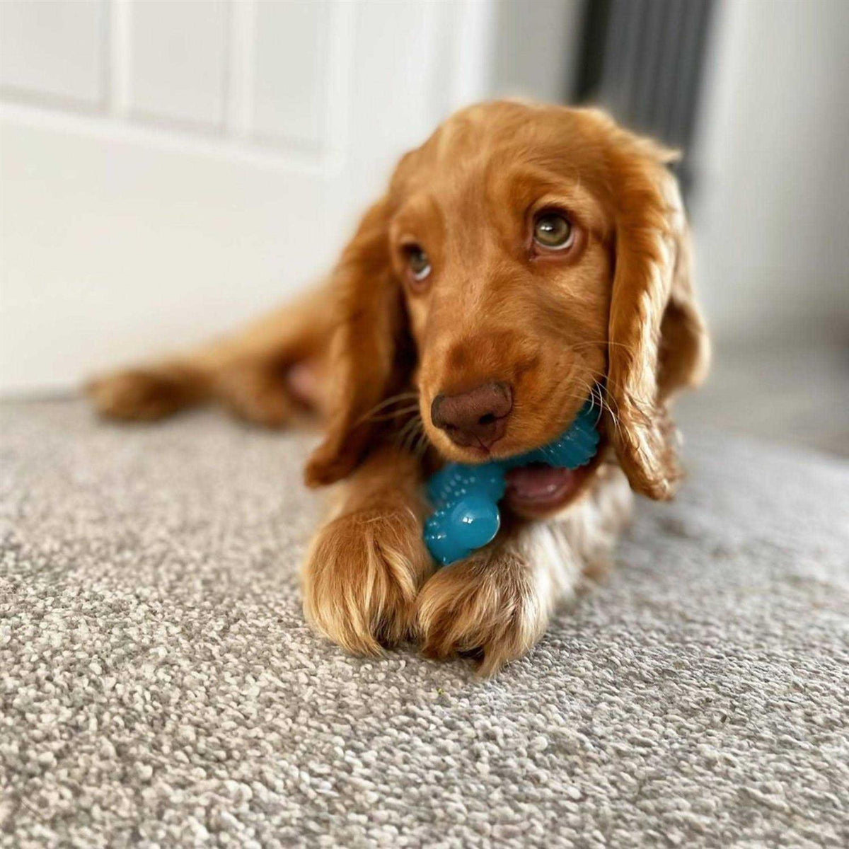 Puppy Chew Toy D99892