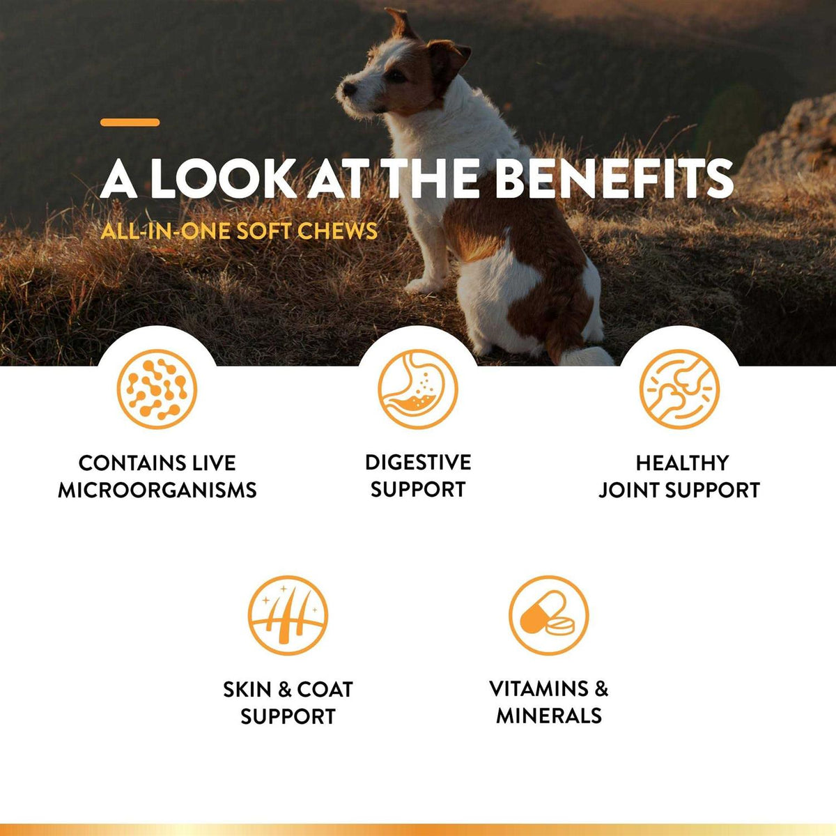 Dog Supplement Z33930