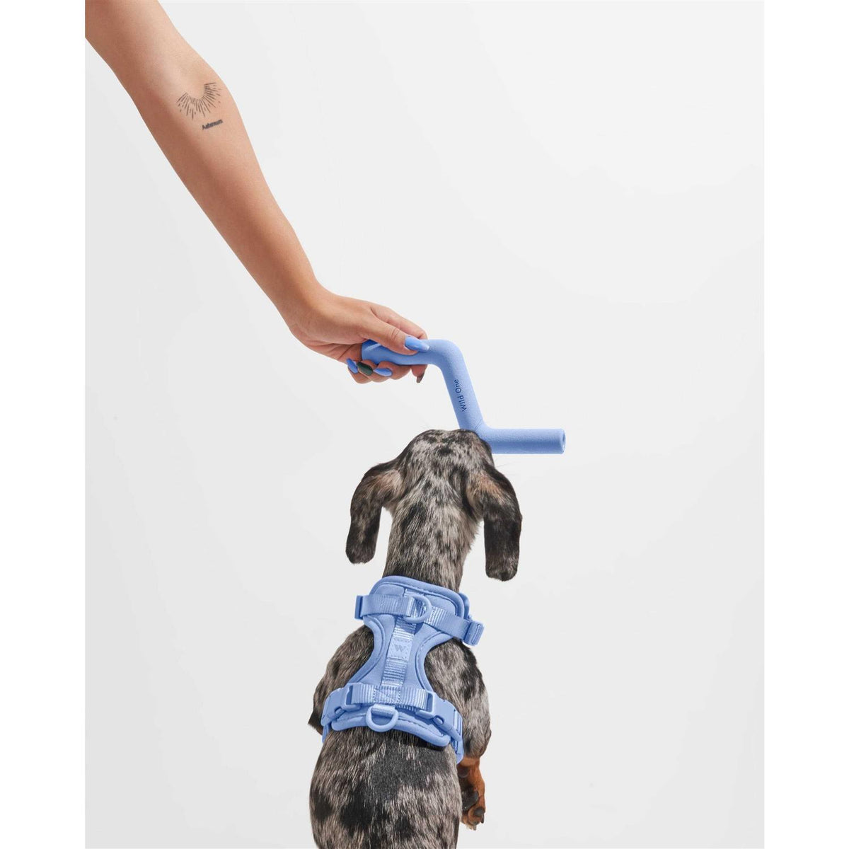 Dog Toy B781