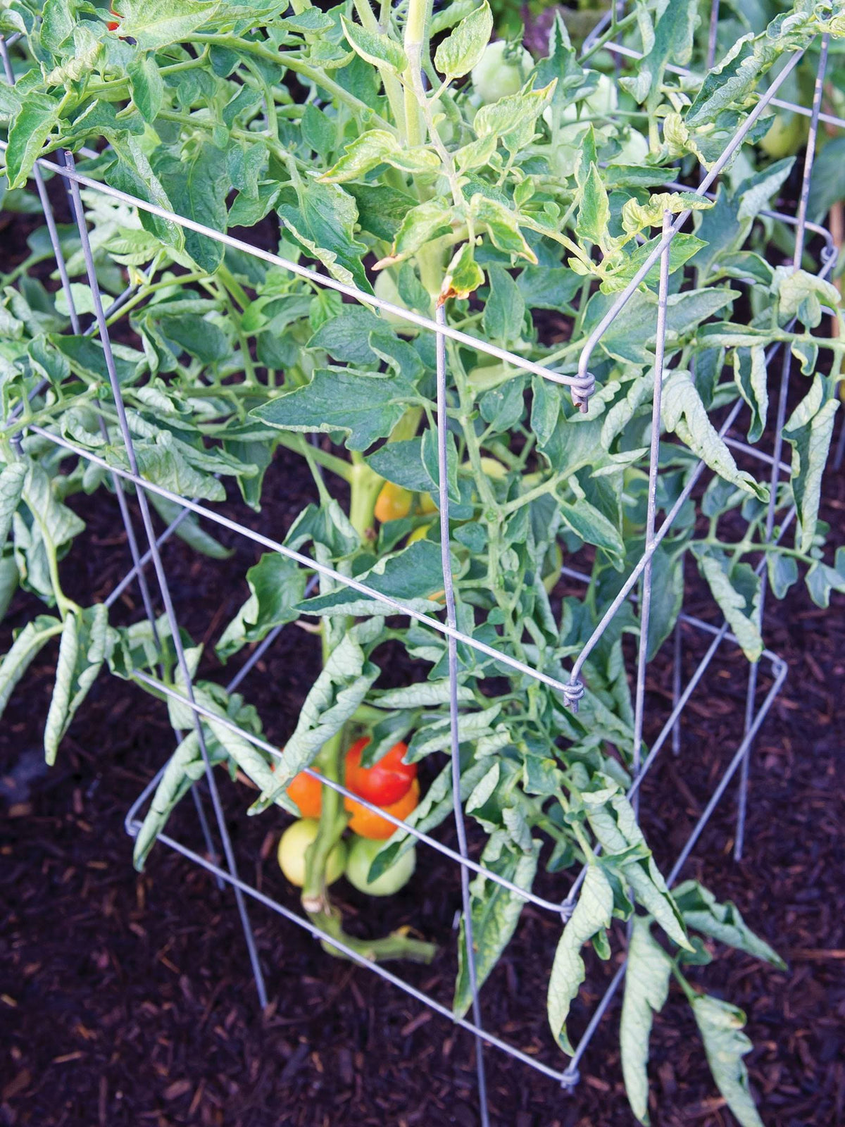 Tomato Cage C642605