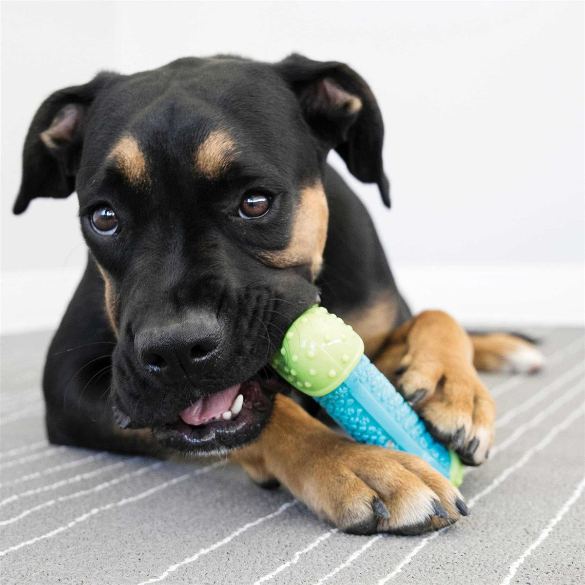 Ball Dog Toy G6590