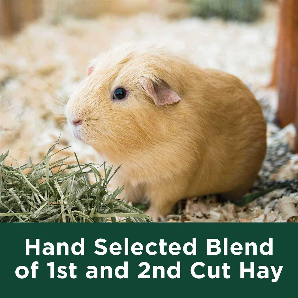 Natural Timothy Hay L504650