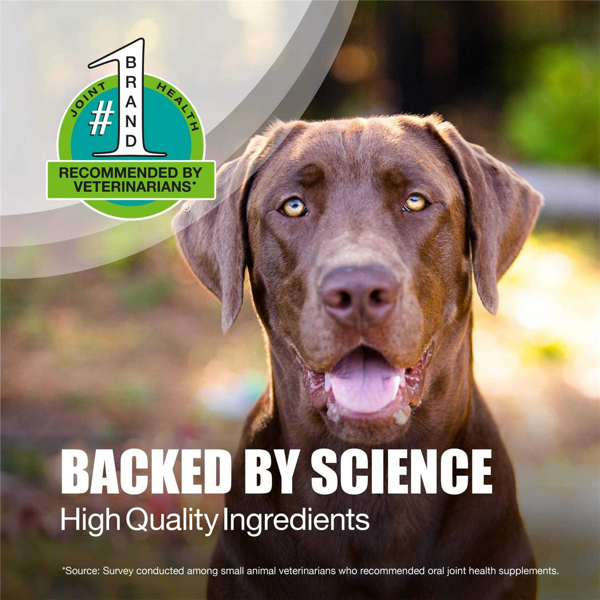Large Dogs Soft Chews Joint Health Supplement I194