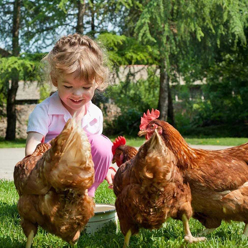 Large Metal Chicken Coop with Cover K522