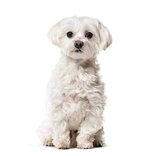 All Natural Beard Stain Remover for Dogs & Cats G602