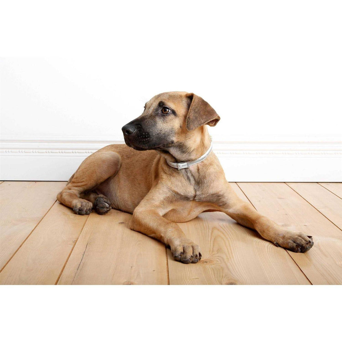 Flea & Tick Collar for Dogs I453