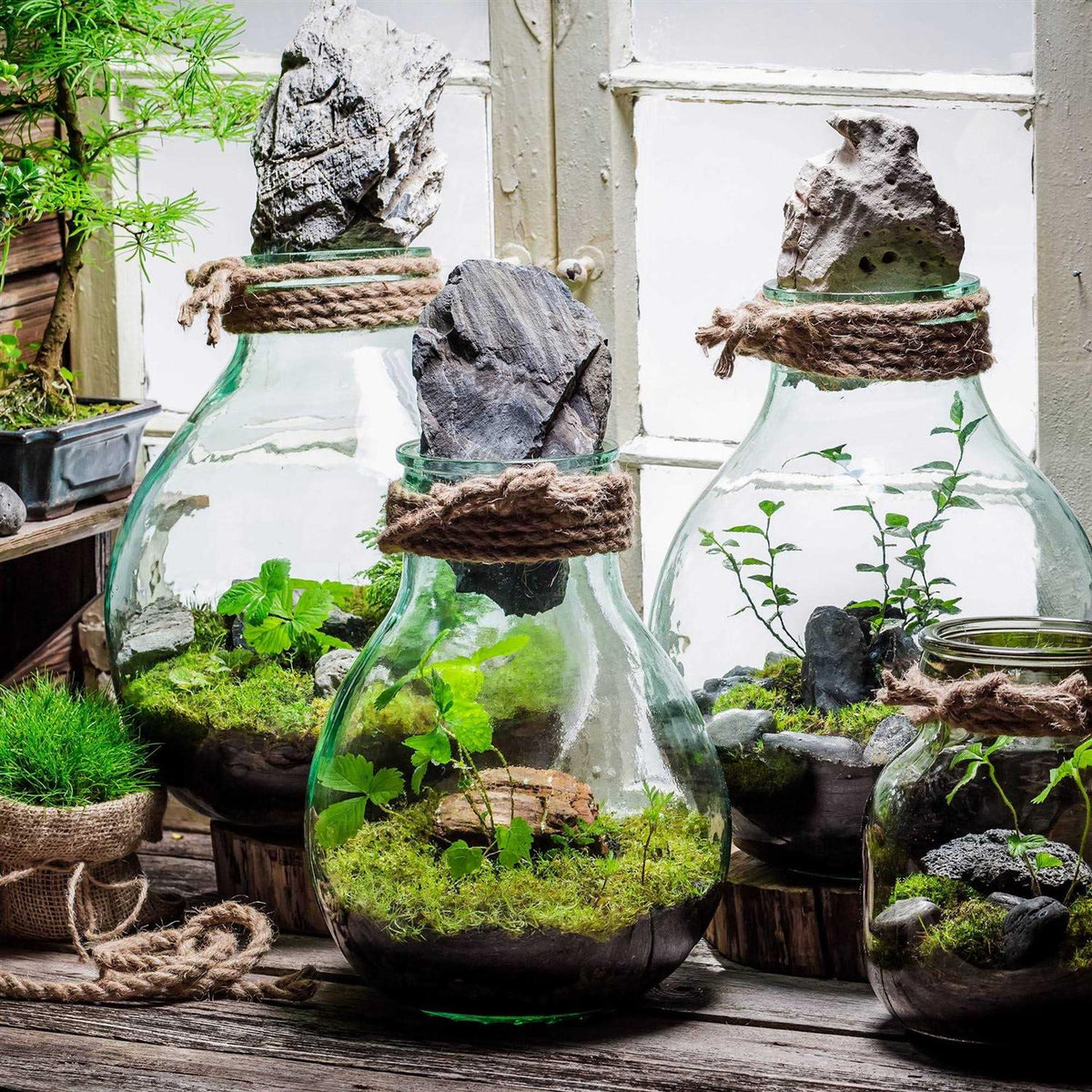 Terrarium Potting Soil Mix with Charcoal F654716